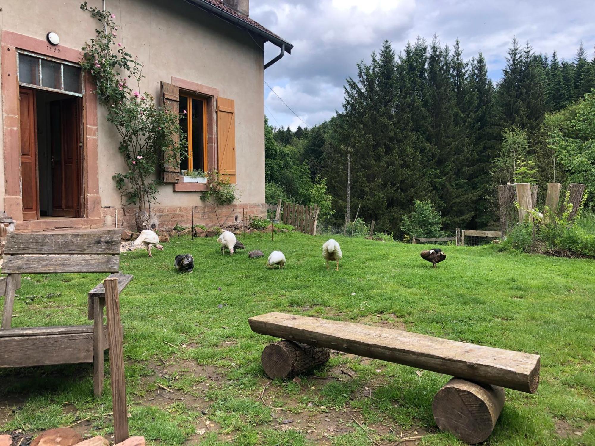 A L'Oree De Soi - Maison Forestiere De La Soie - Eco Gite, Chambres D'Hotes, Camping Au Pied Des Vosges Saint-Sauveur  Buitenkant foto