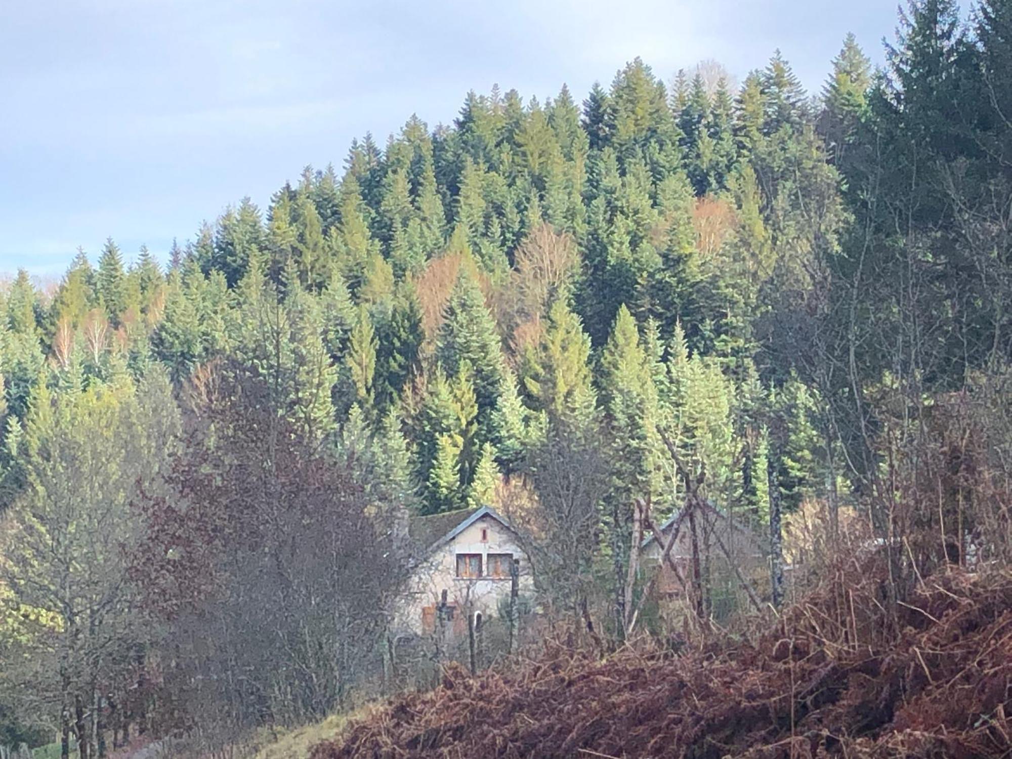 A L'Oree De Soi - Maison Forestiere De La Soie - Eco Gite, Chambres D'Hotes, Camping Au Pied Des Vosges Saint-Sauveur  Buitenkant foto