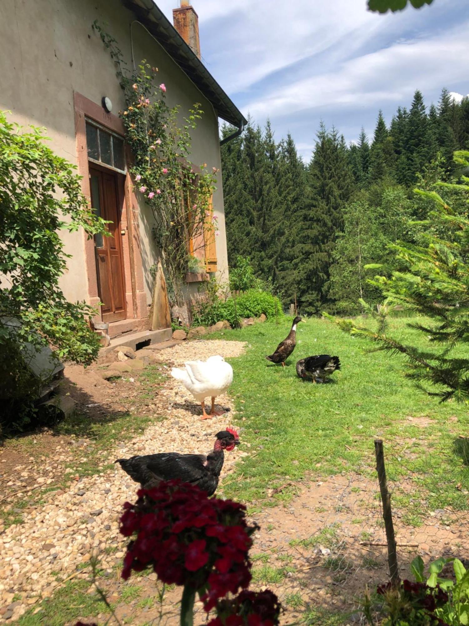 A L'Oree De Soi - Maison Forestiere De La Soie - Eco Gite, Chambres D'Hotes, Camping Au Pied Des Vosges Saint-Sauveur  Buitenkant foto