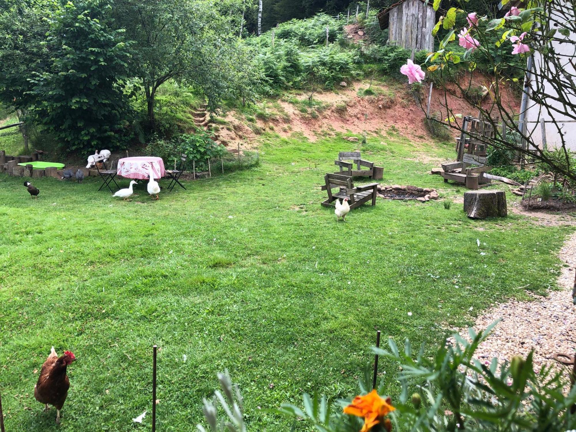 A L'Oree De Soi - Maison Forestiere De La Soie - Eco Gite, Chambres D'Hotes, Camping Au Pied Des Vosges Saint-Sauveur  Buitenkant foto